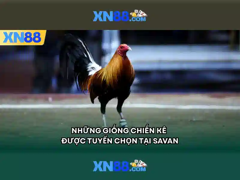 xổ số - xn88 xổ số - xn88